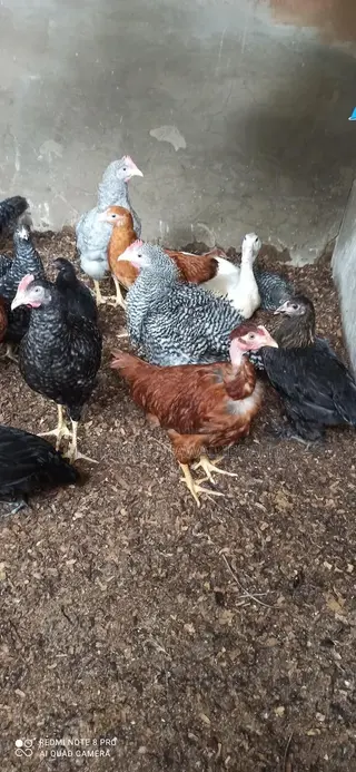 Plymouth Cockrel