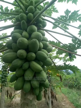 Exotic Pawpaw Seeds