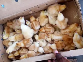 Reliable Quality Foreign Day Old Chicks
