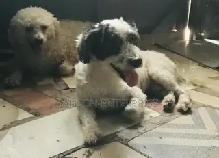 1+ year Male Purebred Poodle