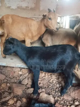 Female Pregnant Goats