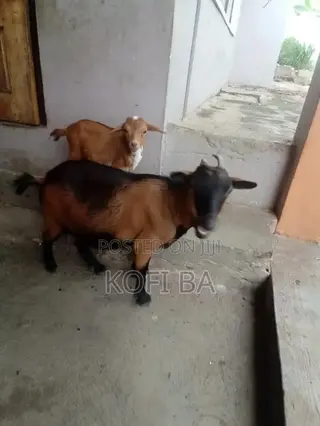 Strong Beautiful Pregnant Goat With Its 4 Months Kid