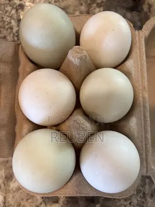 Fertilized Duck Eggs for Sale
