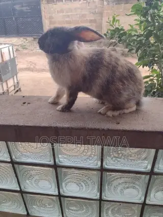 Giant Male Rabbits
