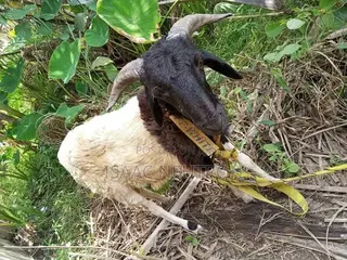 Sheep Available for Sale