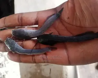 Post Fingerling Catfish