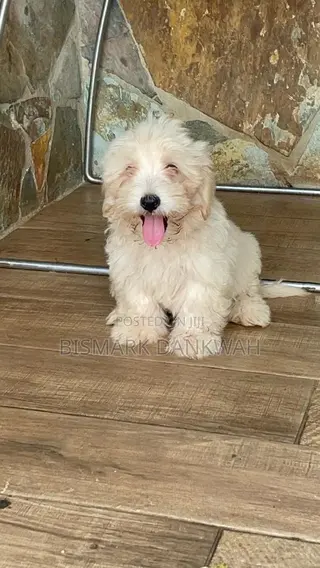 1-3 months Male Purebred Maltese Shih Tzu