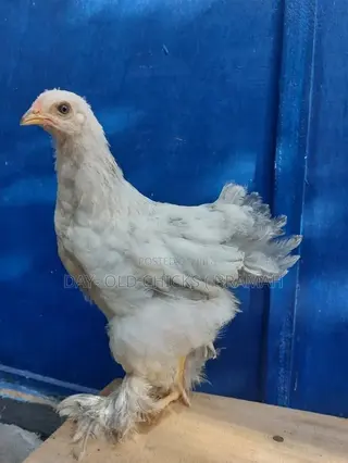 Day- Old Chicks Bramah