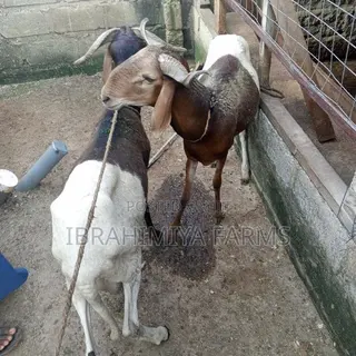 Affordable Sheep