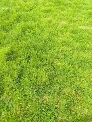 Green Grass and Flowers