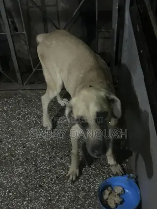 1+ year Male Purebred Boerboel