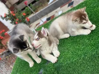 1-3 months Male Purebred Siberian Husky