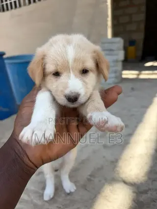 1-3 months Female Purebred Mutt