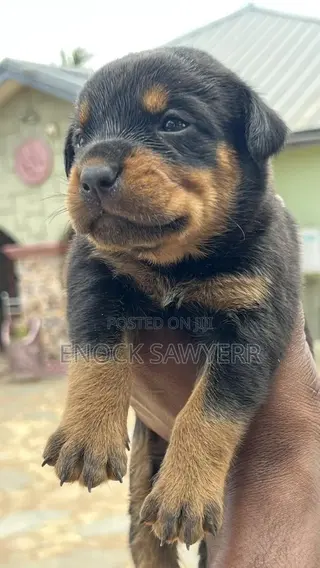 1-3 months Male Purebred Rottweiler
