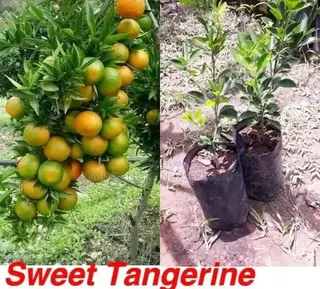 Grafted Tangerine