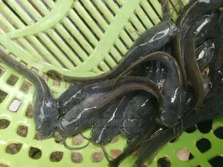 Fingerlings