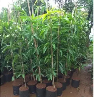 Mango Seedlings for Sale