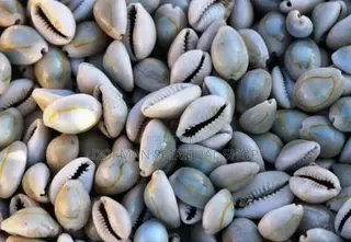 Cowries (Sede3)