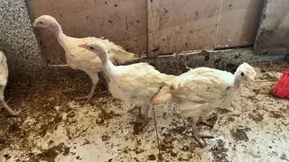 Two Months Old Hybrid Turkey Poults 50% for Sale