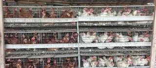 H- Type Battery Cages for Sale(3 Tiers) Contain 120 Capacity