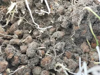 Ginger Rhyzoms/Seeds