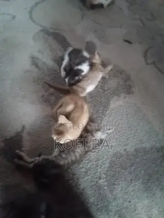 1-3 months Female Purebred Cat