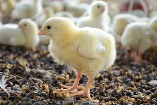 Day-Old Chicks (Doc) Available – Strong Vaccinated