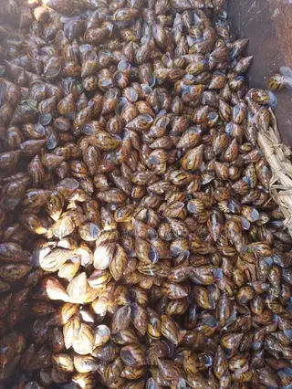 Point of Lay Snails