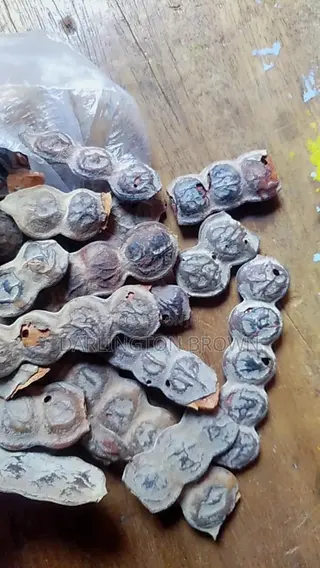 Bagawura / Acacia Seed