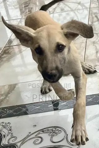 1-3 months Male Mixed Breed Boerboel
