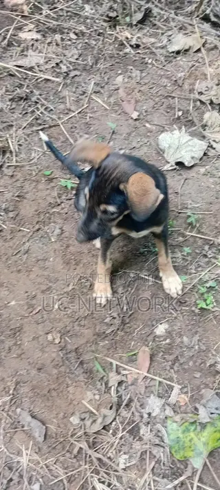1-3 months Male Purebred Dog