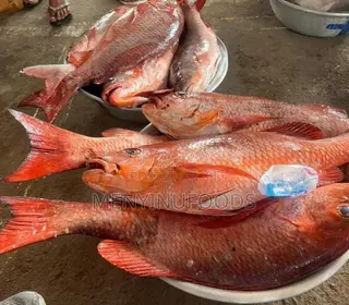 Fresh Red Snapper - Wholesale Retail In Accra