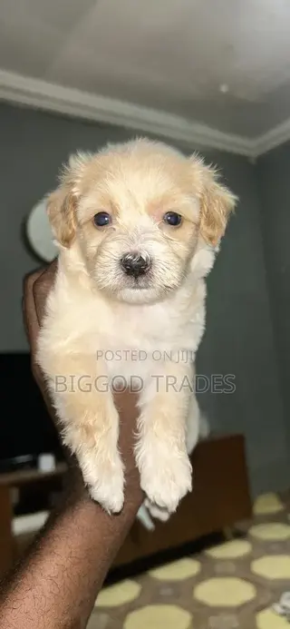 1-3 months Male Purebred Maltipoo