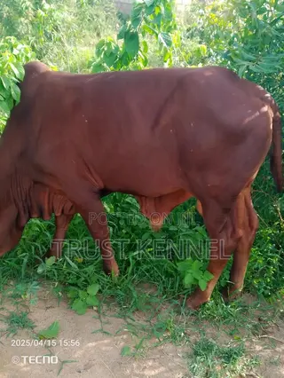 Healthy Cow Available for Sale