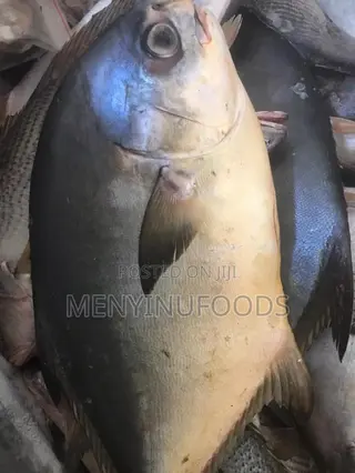 Fresh Pompano Fish for Sale – Wholesale Retail | Ghana