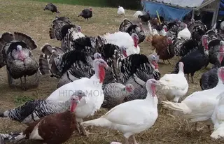 Hybrid Turkeys