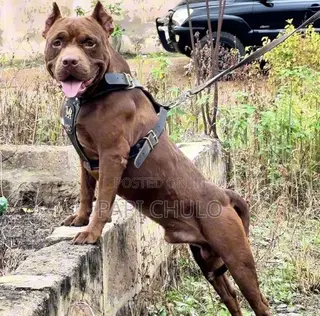 1+ year Male Purebred American Pit Bull Terrier