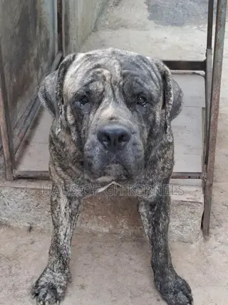 1+ year Male Purebred Boerboel