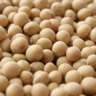 Soya Beans