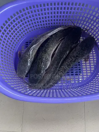 Catfish for Sale