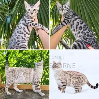 1-3 months Male Purebred Bengal
