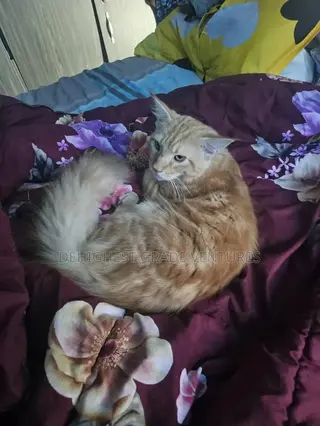 6-12 months Male Purebred Maine Coon