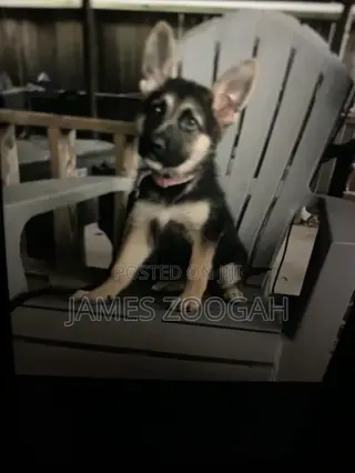 1-3 months Male Purebred German Shepherd