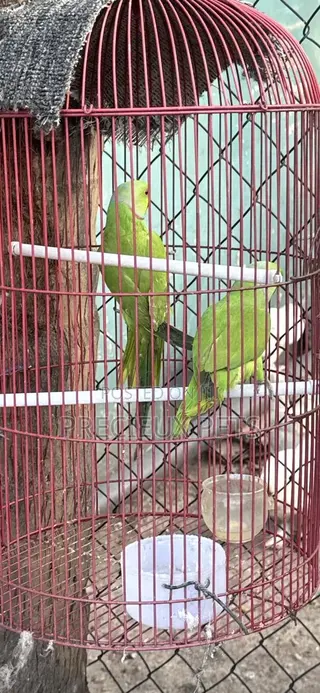 Tamed Ringneck/Longtail Parrot