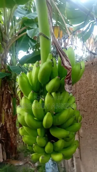 Fat Banana