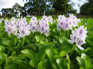 Transform Your Pond Aquarium With Live Water Hyacinth