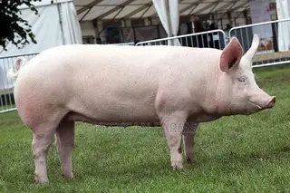 Pigs For Sale
