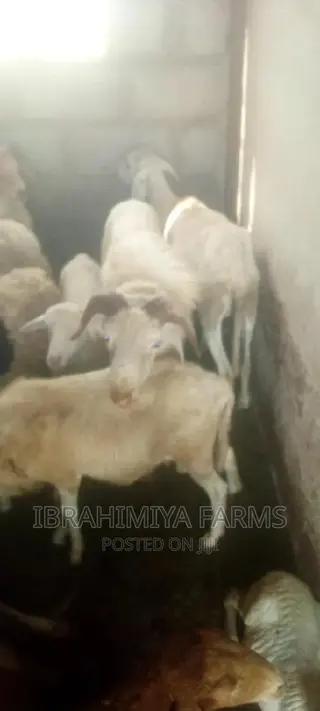Livestock for Sale