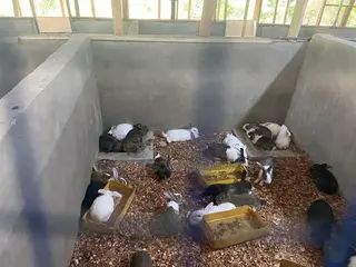 Live Pigs and Rabbit for Sale