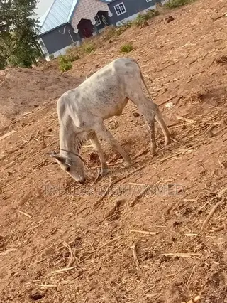 Animal Seller